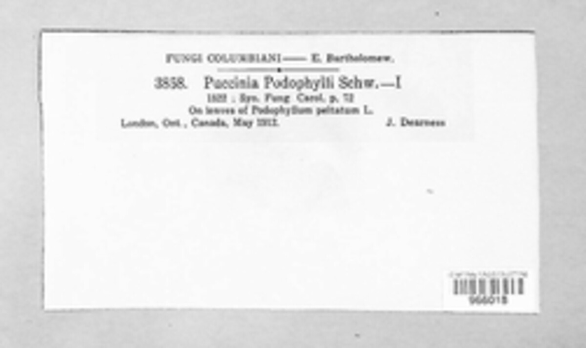 Puccinia podophylli image